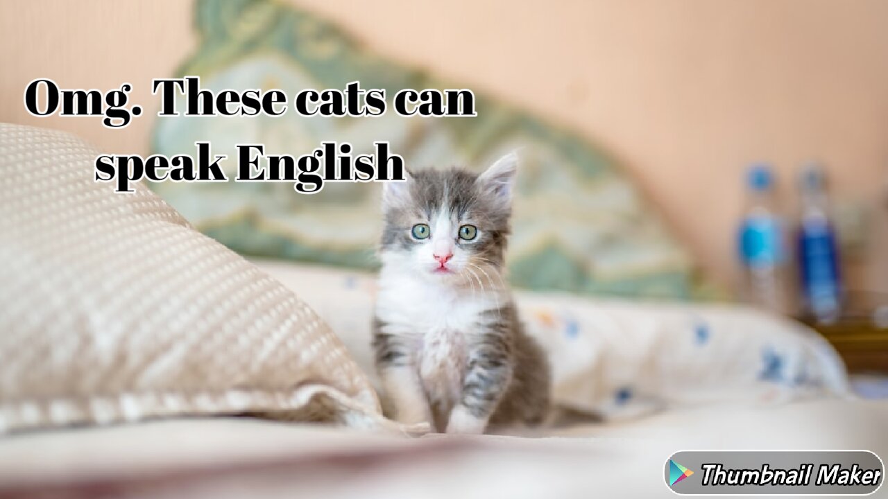 Talking cats | These cats can talk in English