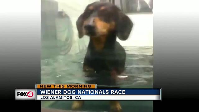 Weiner Dog Nationals Race