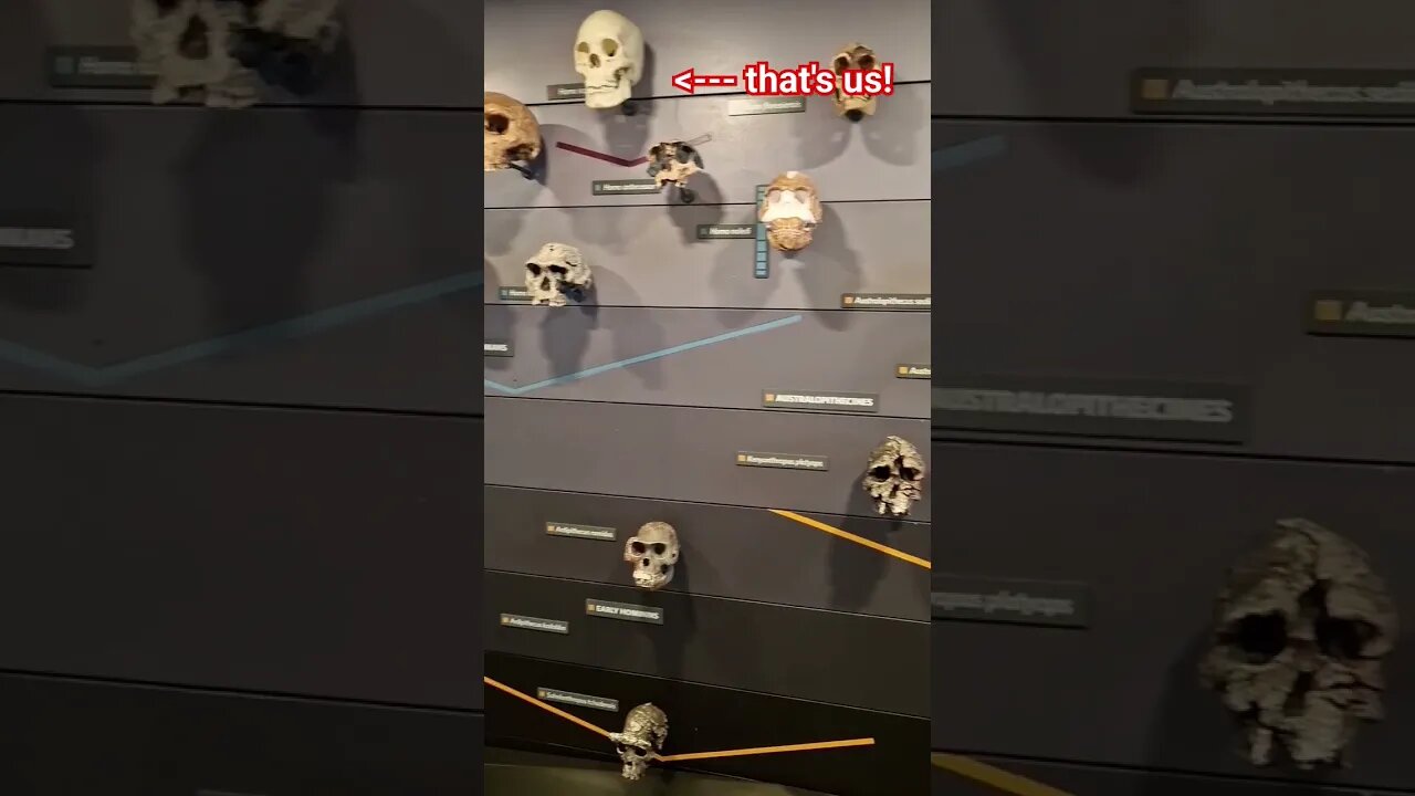 Human evolution in 15 seconds!