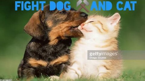 funny cat and dog fight 😺🐶 part 04 funnist cat and dog 😺🐶