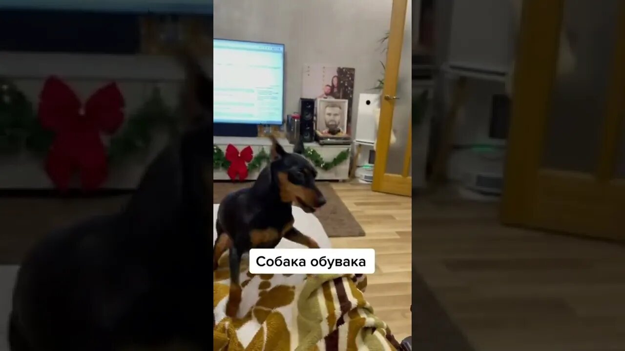 #shorts Смешные Собаки Из Тик Тока 191 Funny Dogs From Tiktok