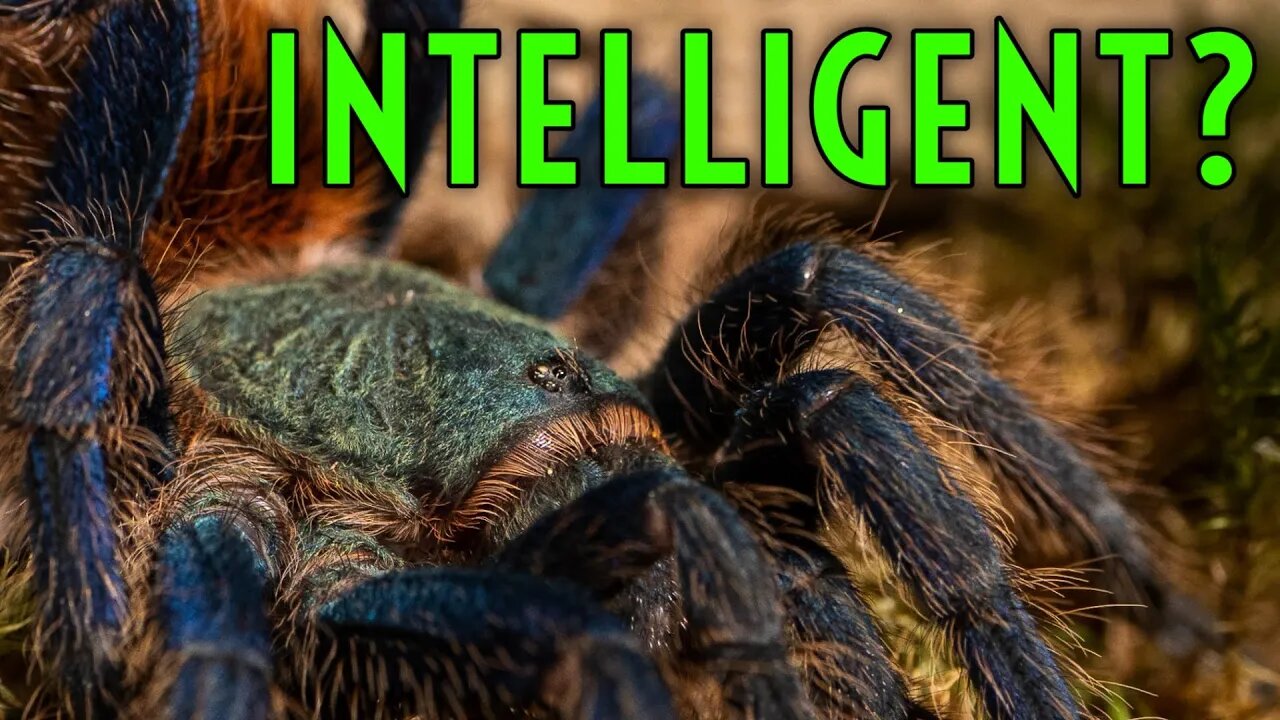 Tarantula's Can LEARN!? Tarantula Memory & Behavior