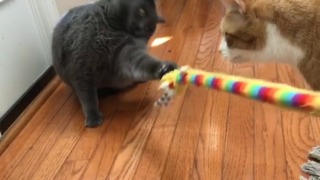 Fluffy cat refuses to let go of toy