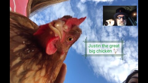 Justin Trudeau Is A Canadian Chicken. 🐔🐓🍗🇨🇦😀😂🤣😈