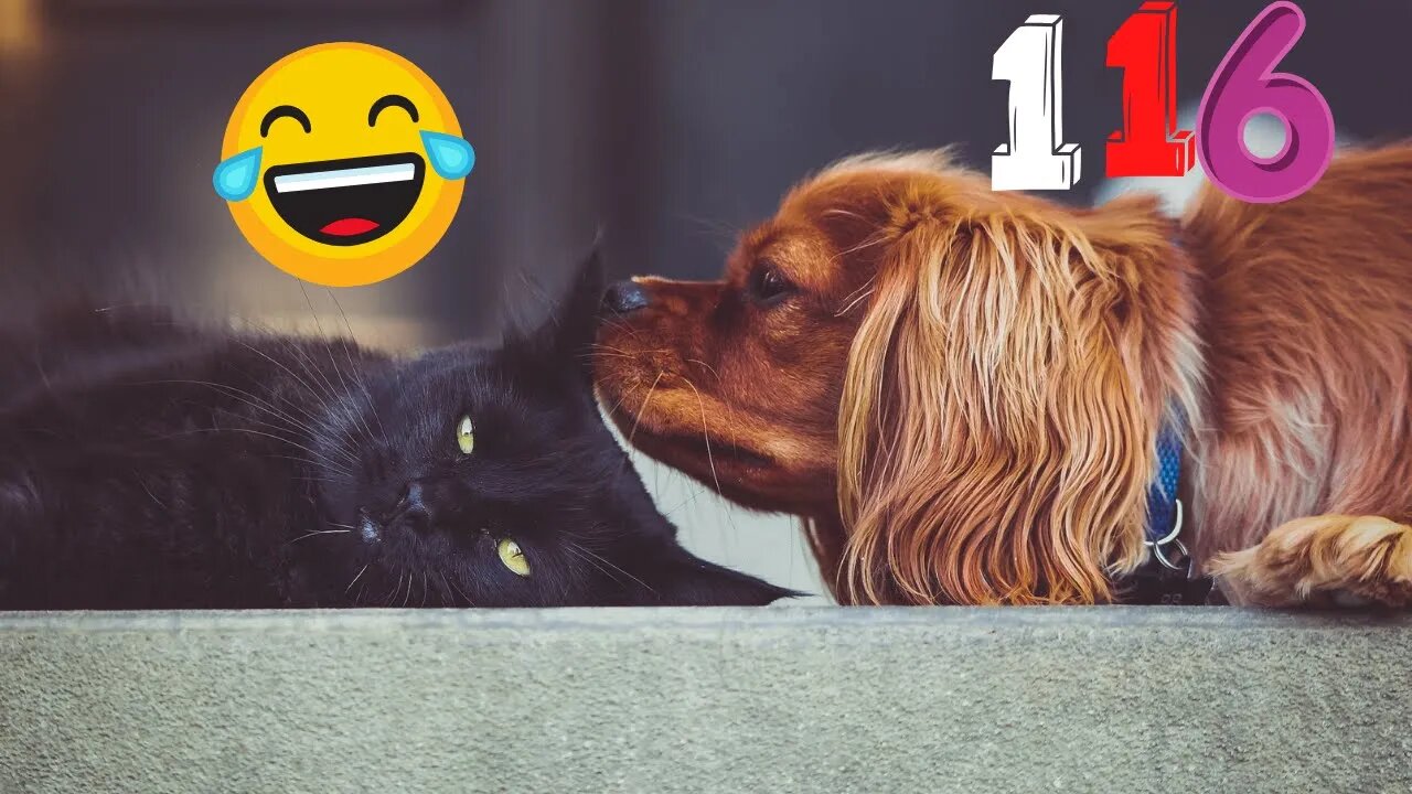 New Funny Videos 2023 😍 Cutest Cats and Dogs 🐱🐶 Part116