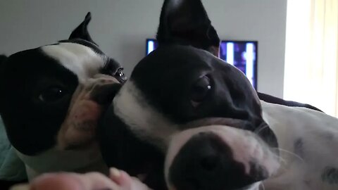 Bully Boston Terrier being nice