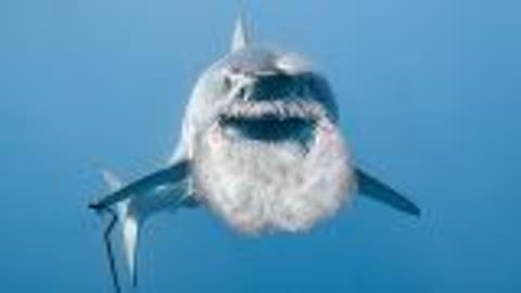Great Whites Longevity