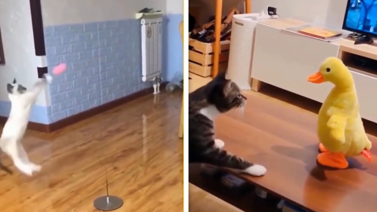 This cat is training like rocky