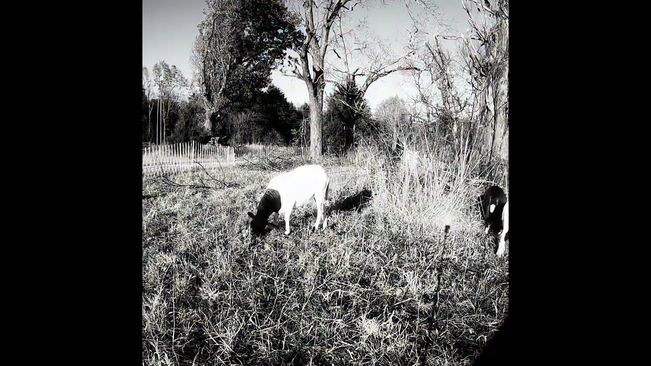 Homestead Animals: SILVOPASTURE SHEEP ☺🐑 #SHORTS #animals #cams sheepcam