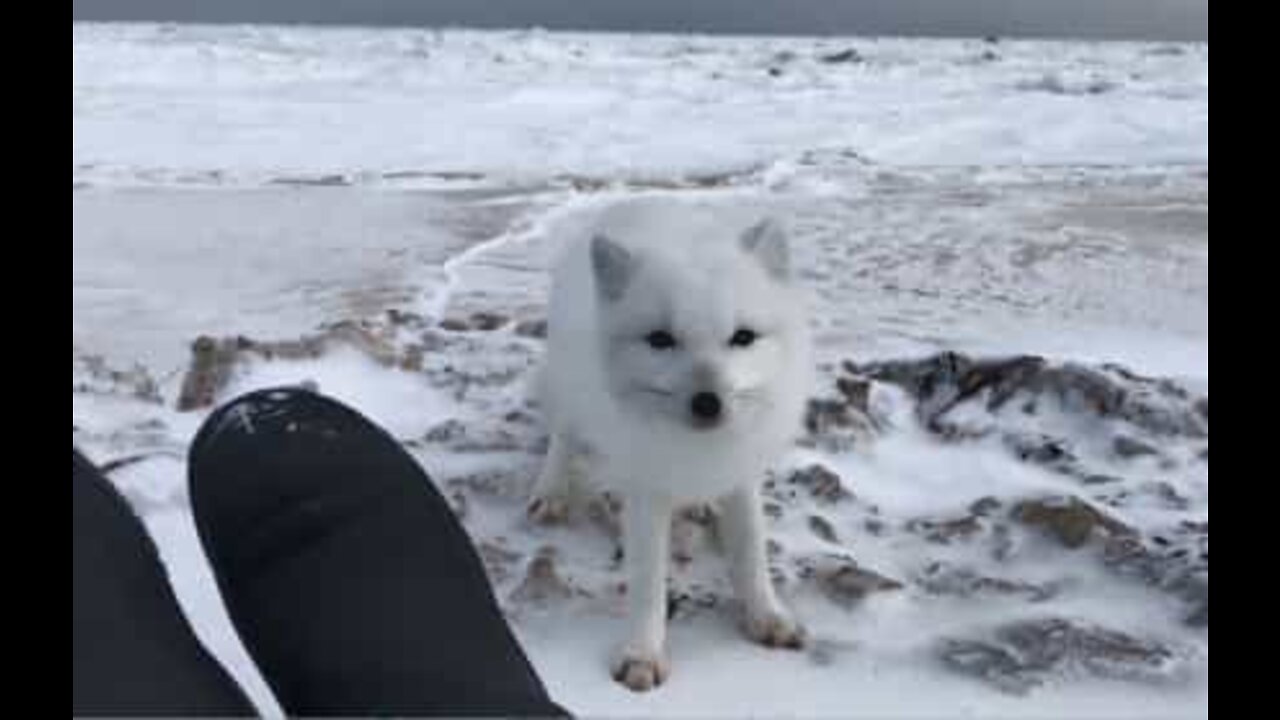 カナダで探検家に急接近する北極きつね