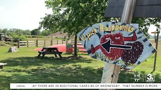 Red raspberry season in full swing at Bellevue Berry Farm