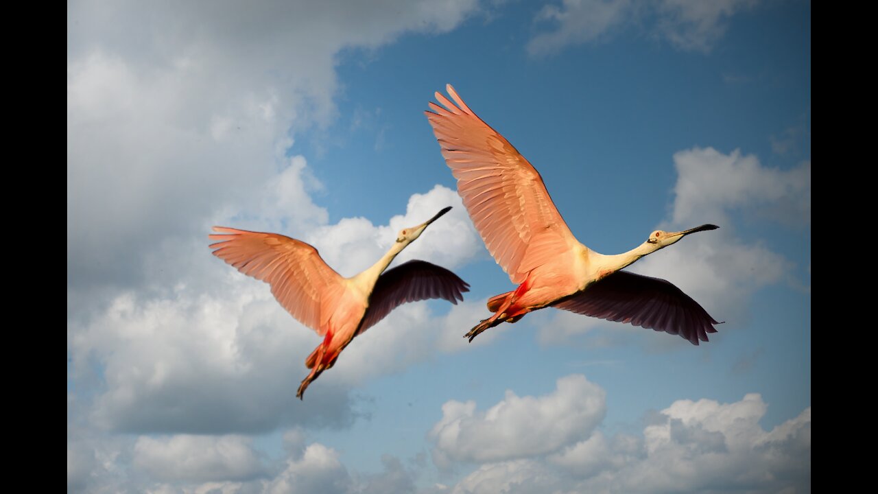 the bird flies in the sky the fish swims in the river