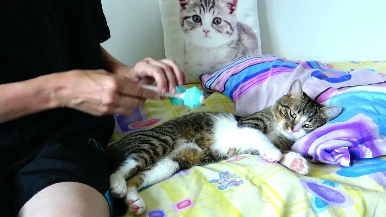 Don't Bother Me when I Chill on the Bed Human!