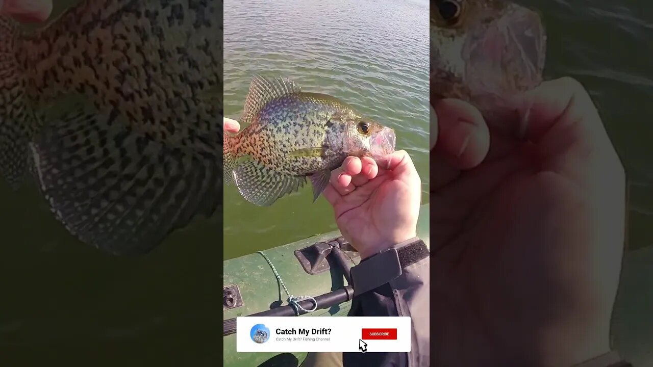 Catching SPRING CRAPPIES on Hair Jigs! #short #shorts #fishingshorts