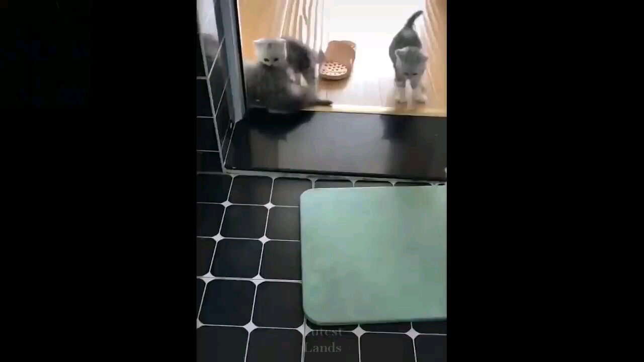 cute animals part 5