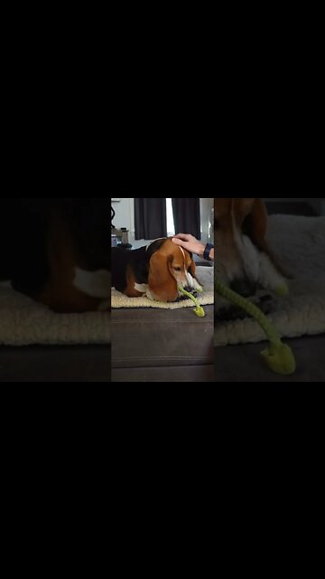 He’s ALWAYS Stealing The Show #dog #dogs #cigar #cigars #funny