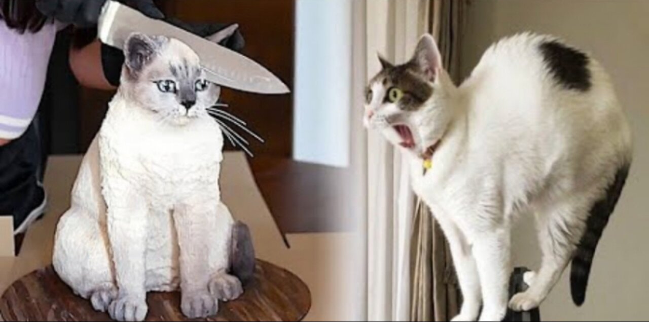 YOU LAUGH YOU LOSE! Funny Moments Of Cats Videos Compilation - Funny Cat Life