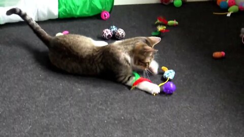 Are U Kitten Me, Are All these Toys Mine?