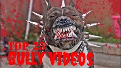 Top New Comedy Video dog