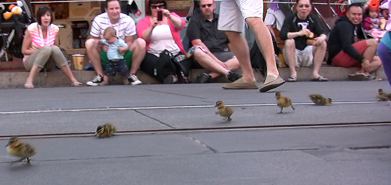 BABY DUCKS PARADE at DISNEYLAND, MAINSTREET USA