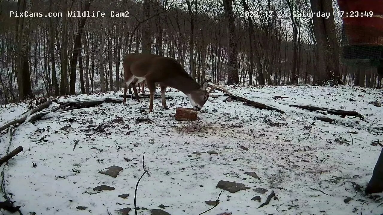 Three Doe Joined By a 8pt and a Smaller Buck 12/24/22