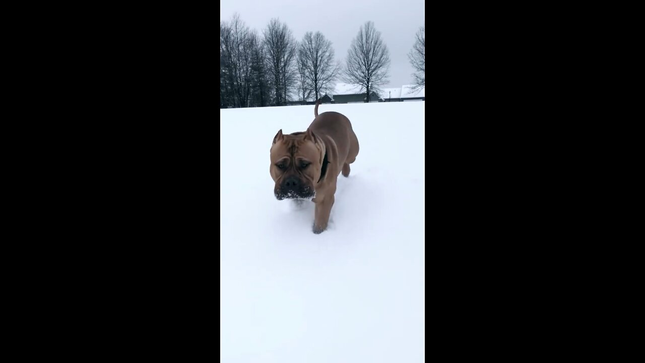 MASSIVE “Baby Lion” playing in the snow! 🦁❄️☃️