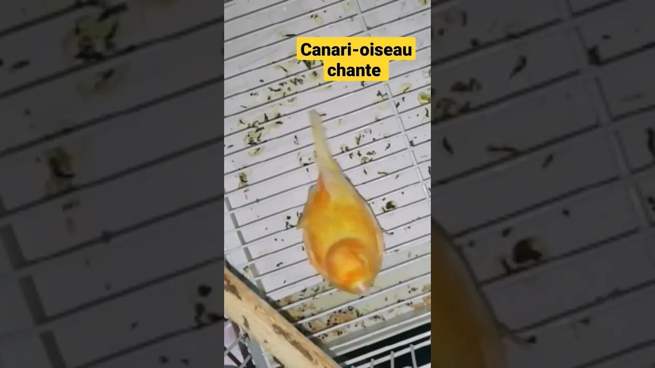 Canari-oiseau chante