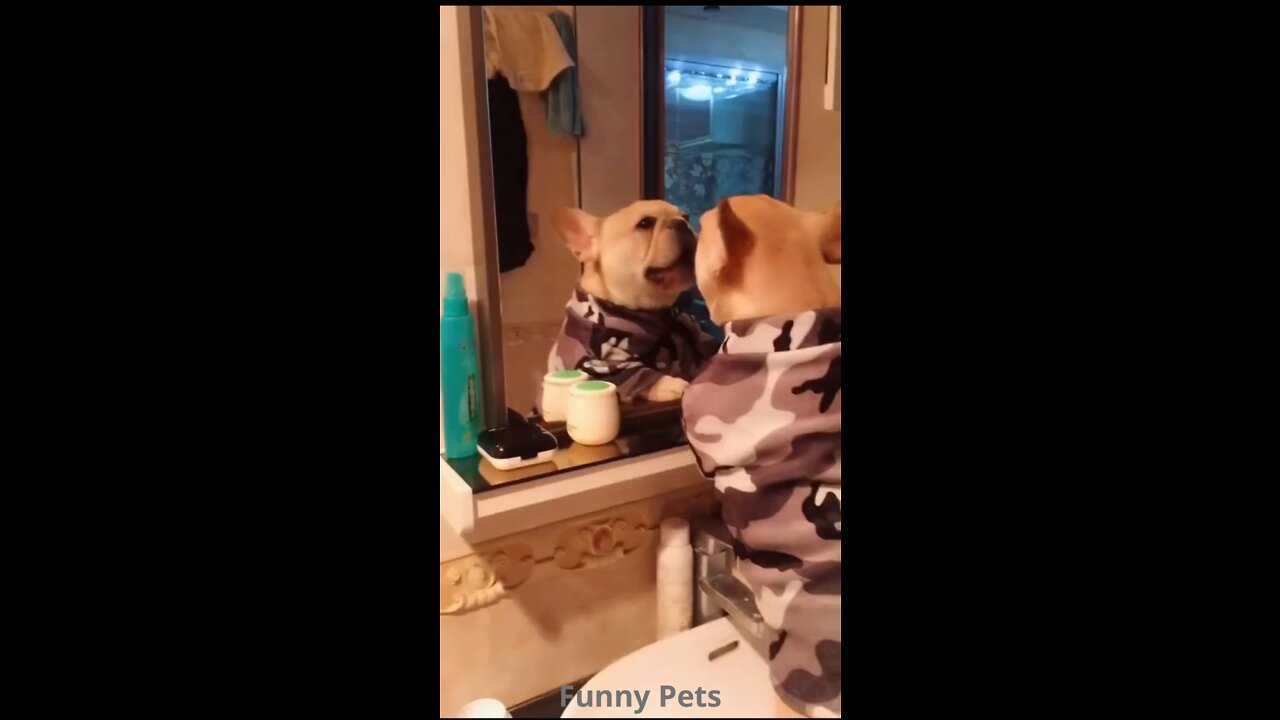 Compilation of dogs funny videos