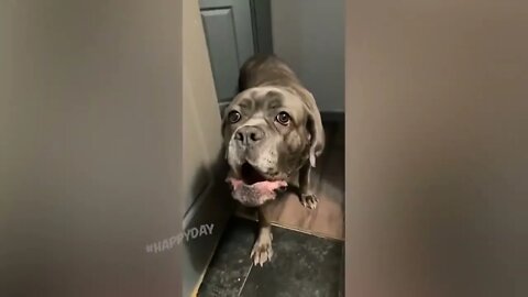 Funny Cats And Dogs Videos - Funniest Animal Videos 2022 😺