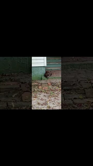 Stranger Cat Strikes Back