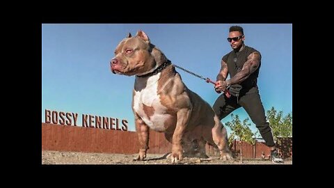 Americanbullys Dangerous Dog Breeds 😡😡