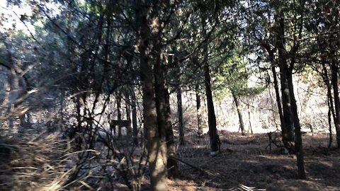 Tracking a deer in Toronto