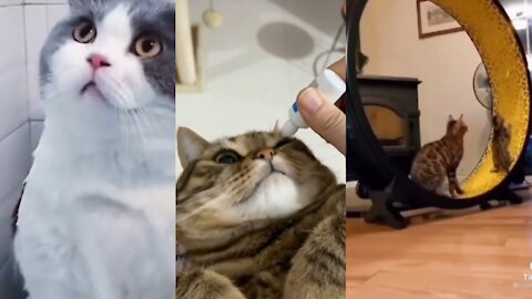 So Cute Cat Funny Video #catShort2022