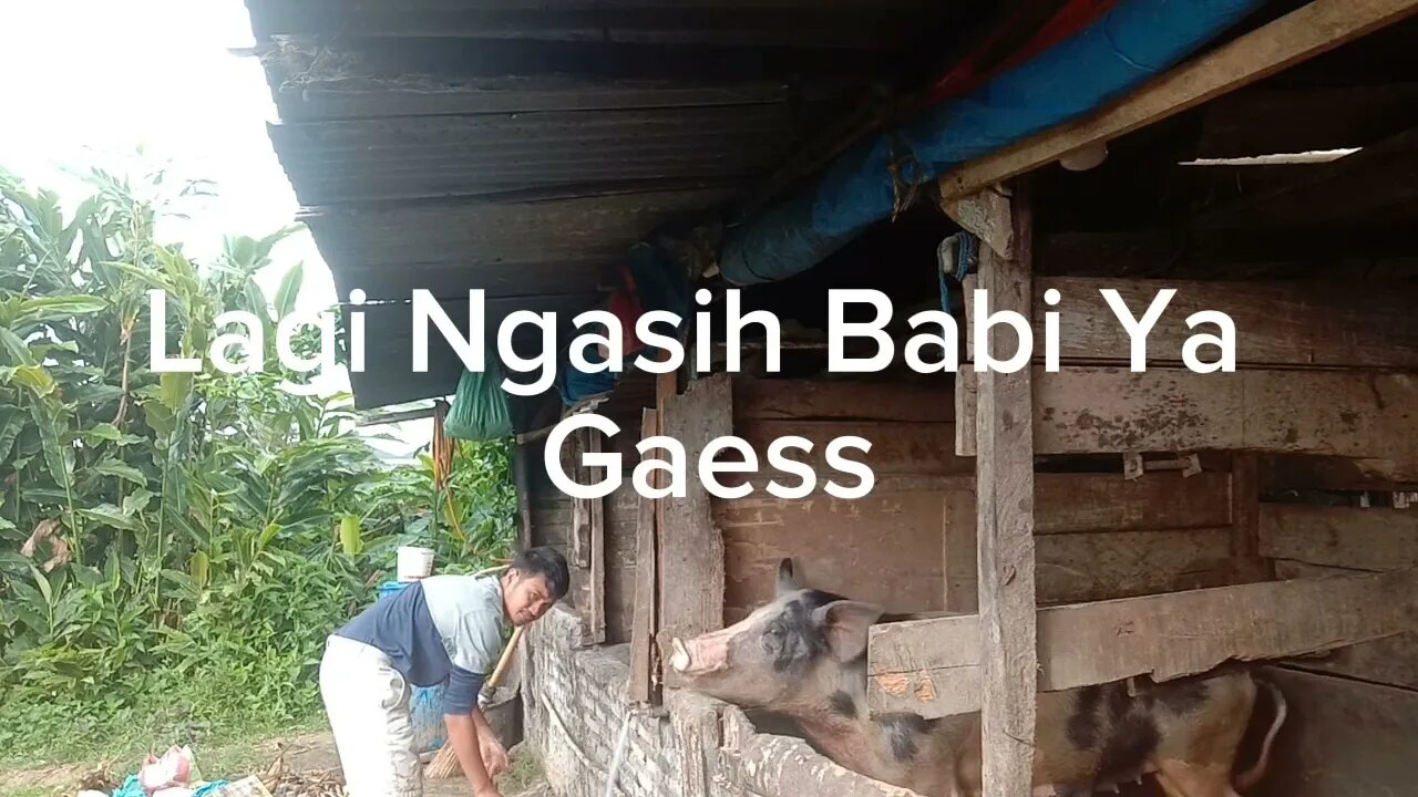 lagi ngasih babi makan