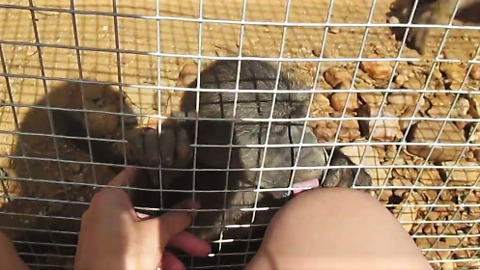 Adorable rescued baby baboon interacting with caretaker