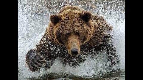 Brown Bears of Katmai National Park, Alaska