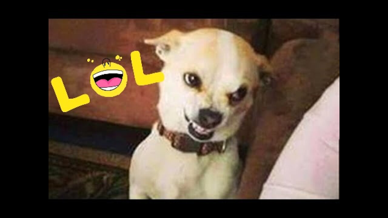LAUGHING is a best medicine... ANIMALS Compilation