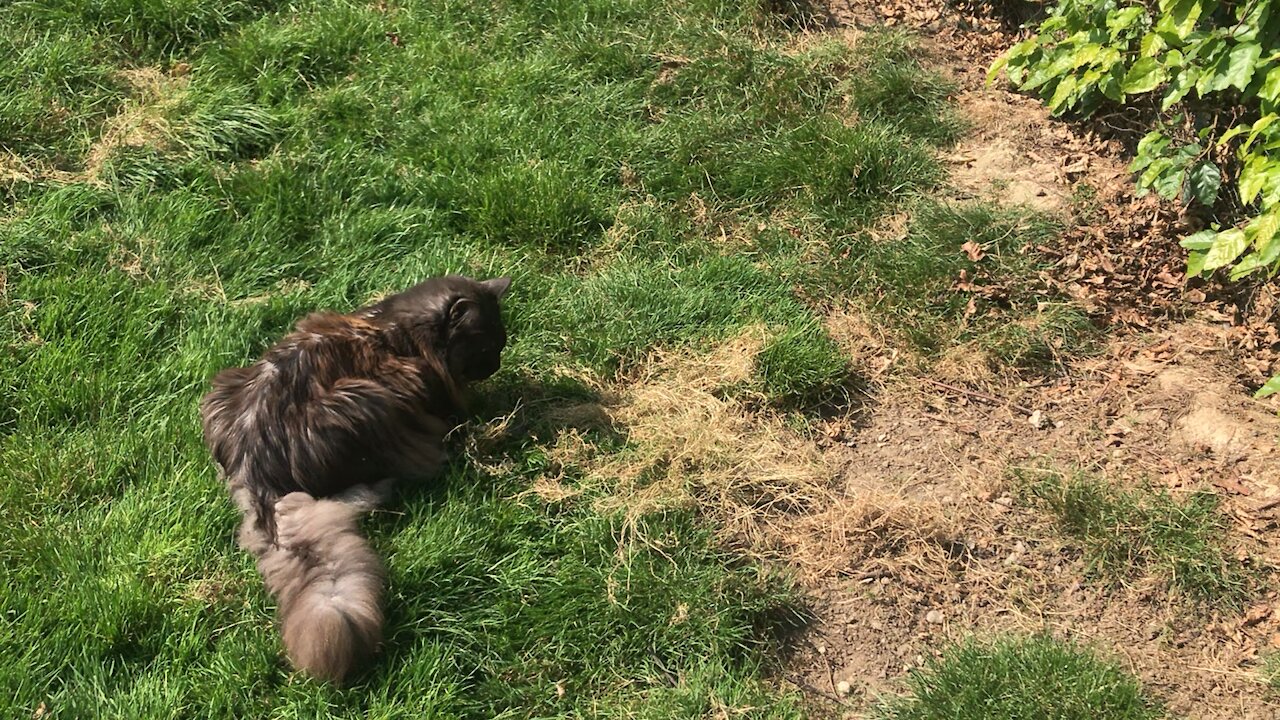 Cat playing with little rat