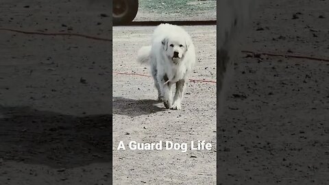 A guard dog life #sheep #shearing #sheephusbandry #dog #sheepsheep #greatpyrenees #guarddog