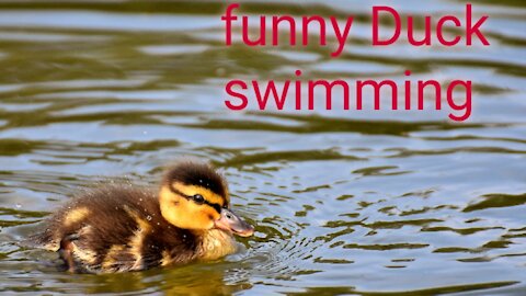 Funny Duck I Duck swimming