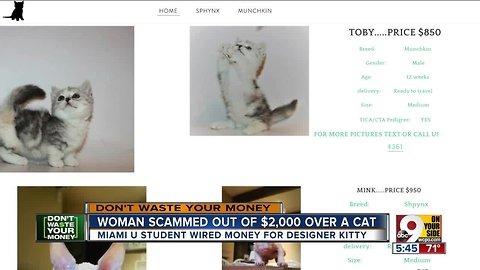 Student scammed out of $2,000 over designer kitten