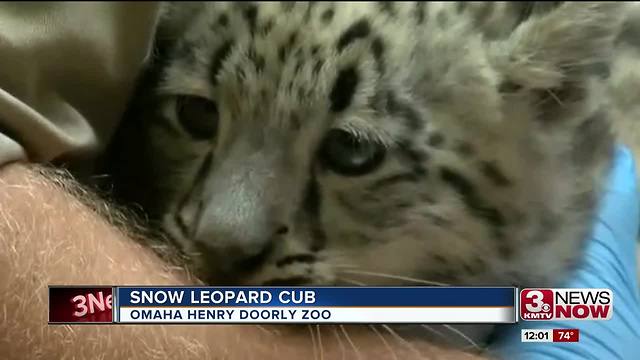 Snow leopard cub introduced at Henry Doorly Zoo