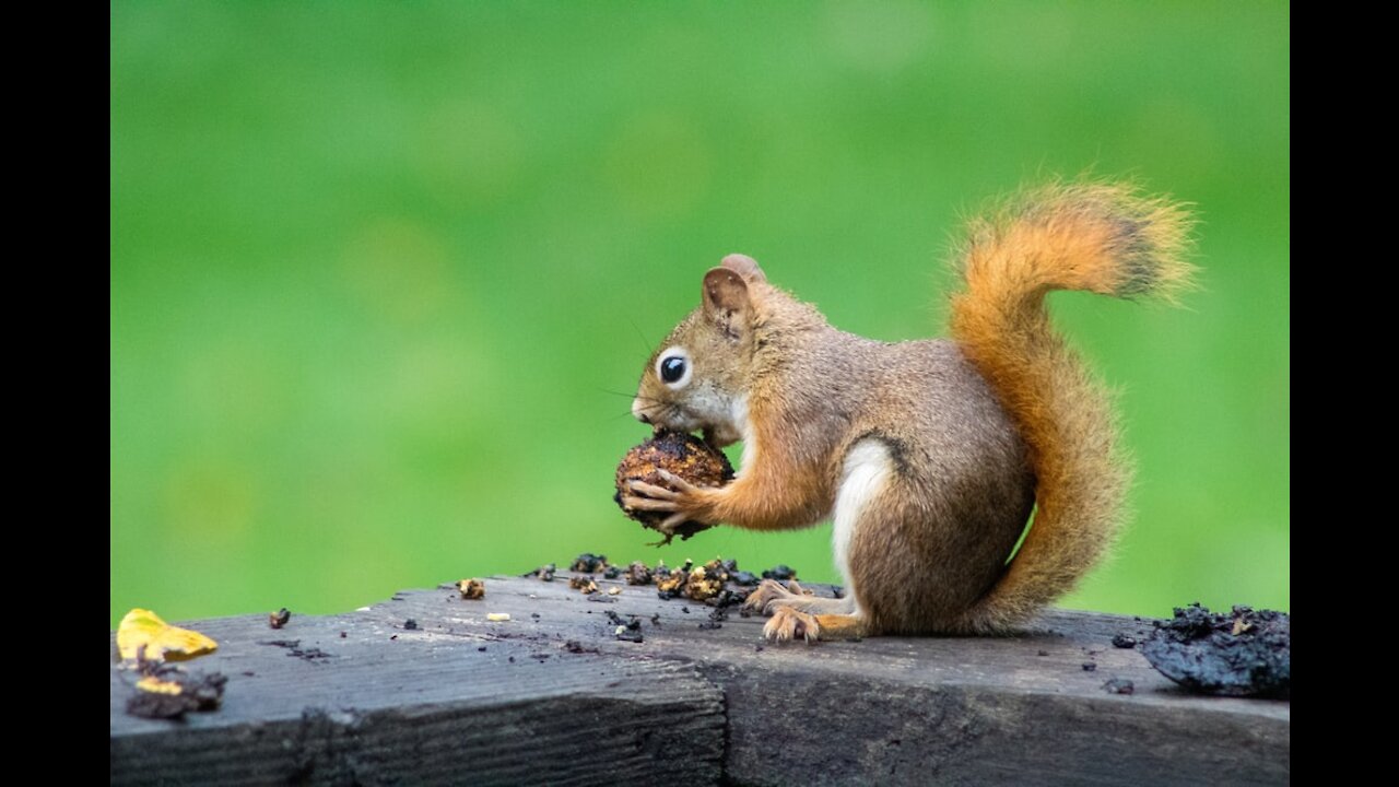 Funny Squirrel video cant stop laughing