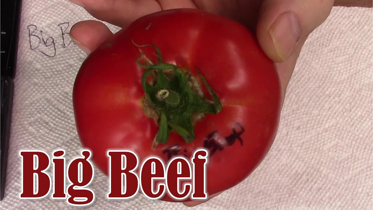 Tomato Review: Big Beef (Hybrid)