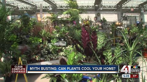 Addressing truths and myths of house plants