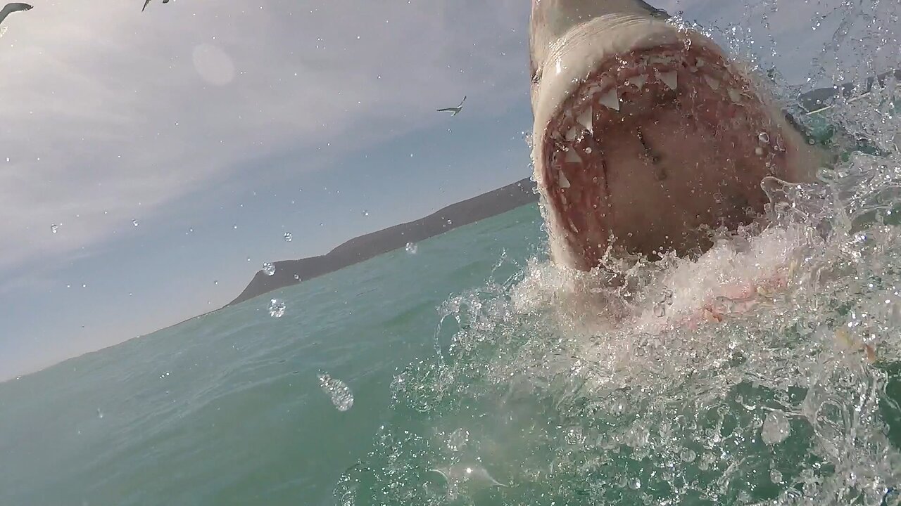 16 Ft Great White Attacks 13 y/o Surfer - Hannah Mighall