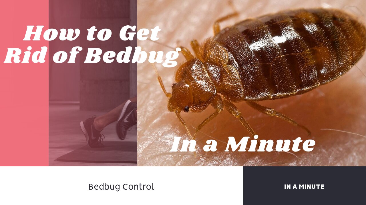 How to Control Bedbug