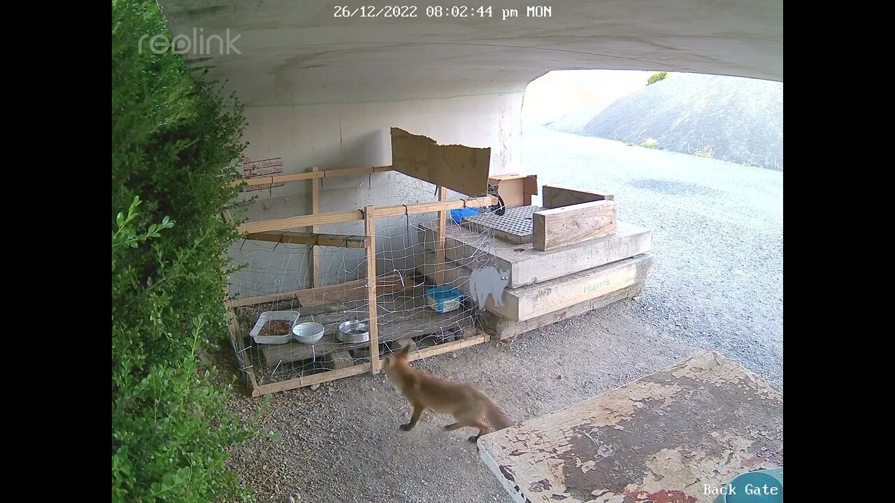 Fox cub no food boxing day