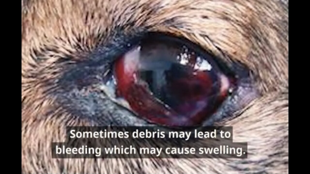 Common Eye Infections in Animals | Eye Infections In Dogs