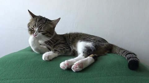 Funny Cat Systematically Cleans His Tiny Pink Paw Beans